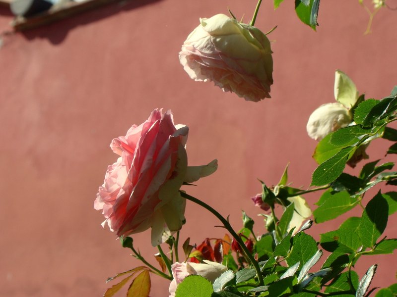 Rosa rosor mot rosa vgg Katarina Kihlberg