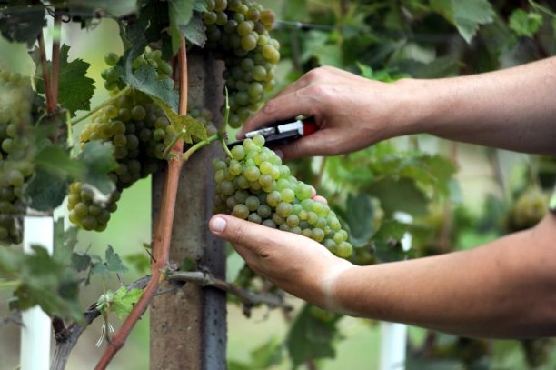 En vinbonde som odlar naturvin skördar enbart för hand.