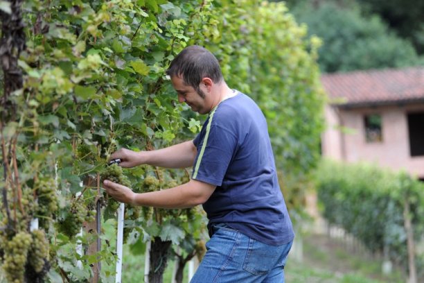 Daniele Casetta kollar sina druvor på sluttningarna i Roero i Piemonte.